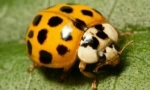 Beneficiu, rău și pericol de ladybugs